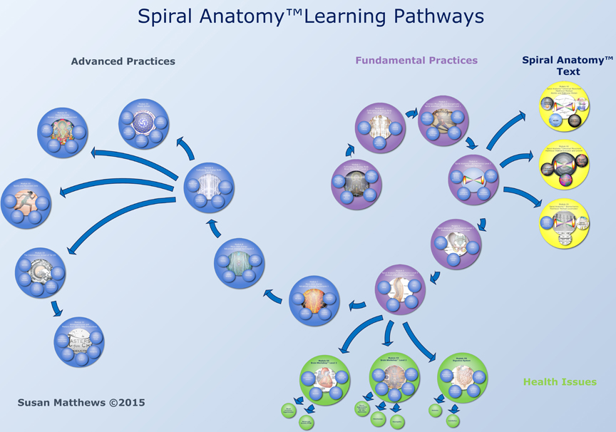 Spiral Anatomy Training